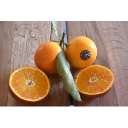 Orange Tarocco for squeezing